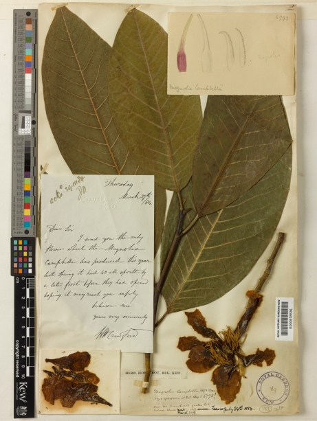 Lakelands Kew specimen 1